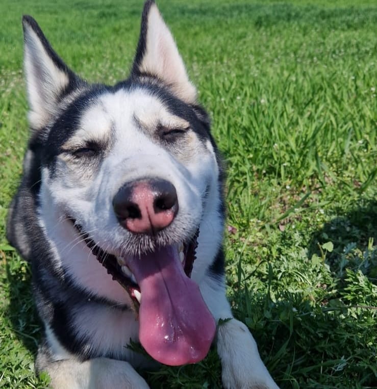 Blu, Chief Dog Officer, husky sdraiato sull'erba